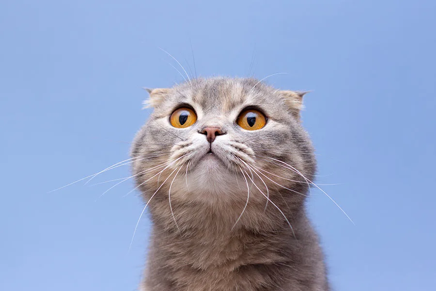 Tails of Surprise: Unearthing Hidden Gems in the Pet Shop Gift