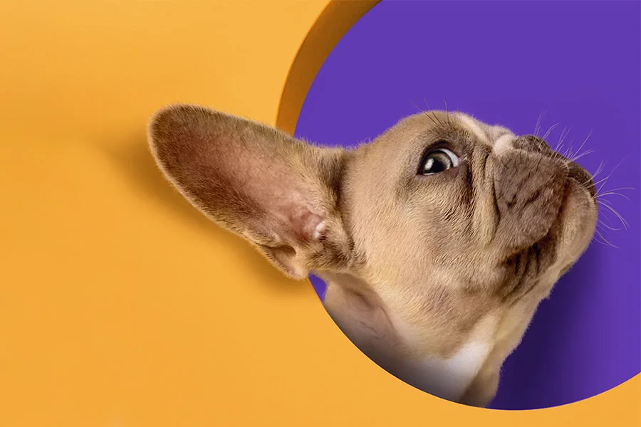 Critter Chronicles: Random Musings from the Pet Shop Floor